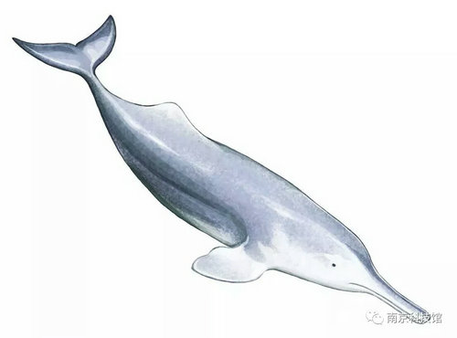 專(zhuān)家講堂《長(zhǎng)江里的國(guó)寶——白鱀豚》主題講座