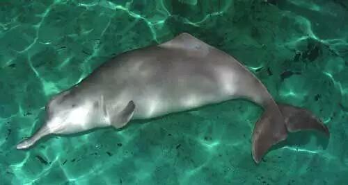 專(zhuān)家講堂《長(zhǎng)江里的國(guó)寶——白鱀豚》主題講座