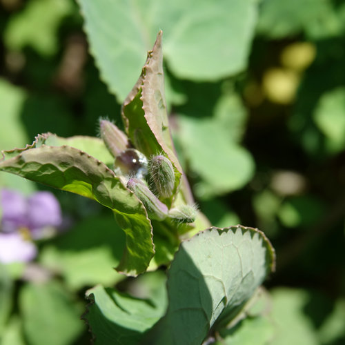 南京科技館的二月蘭競(jìng)相綻放
