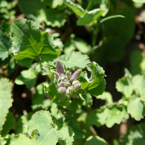 南京科技館的二月蘭競(jìng)相綻放