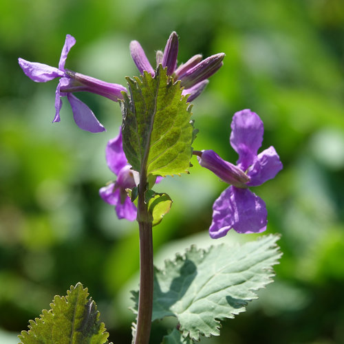 南京科技館的二月蘭競(jìng)相綻放
