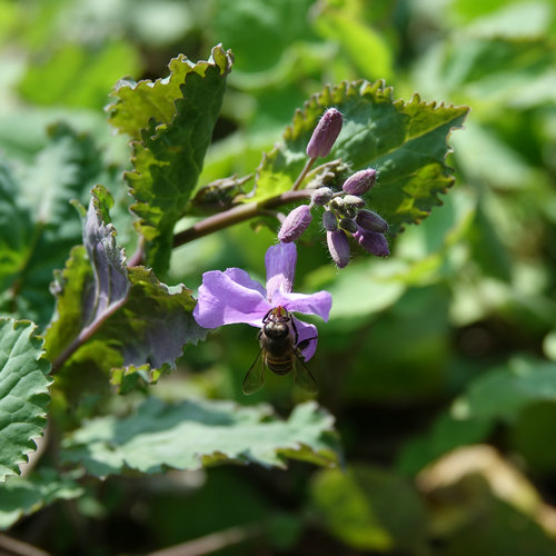 南京科技館的二月蘭競(jìng)相綻放
