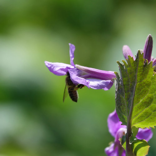 南京科技館的二月蘭競(jìng)相綻放