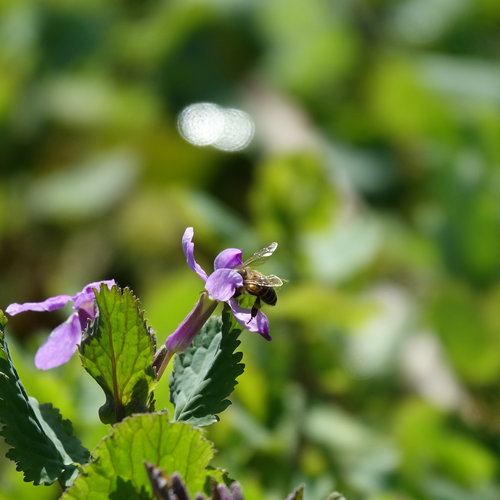 南京科技館的二月蘭競(jìng)相綻放