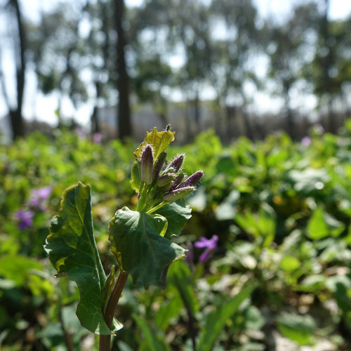 南京科技館的二月蘭競(jìng)相綻放