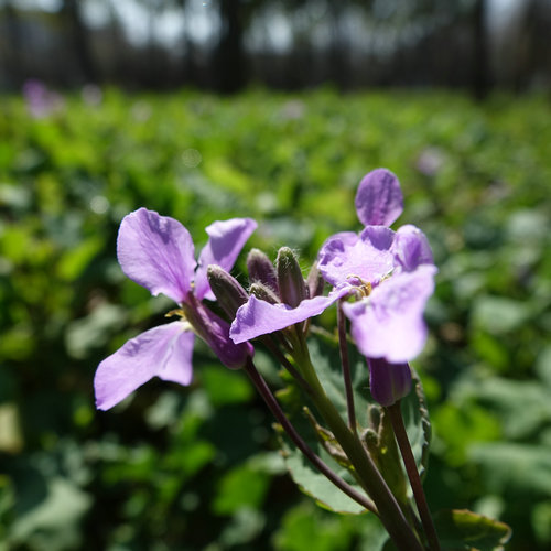南京科技館的二月蘭競(jìng)相綻放