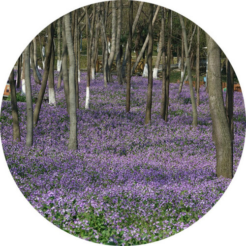 科技館園區(qū)即將進(jìn)入最佳賞花期