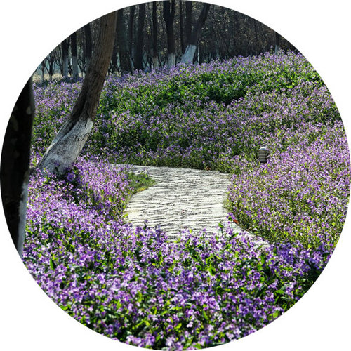 科技館園區(qū)即將進(jìn)入最佳賞花期