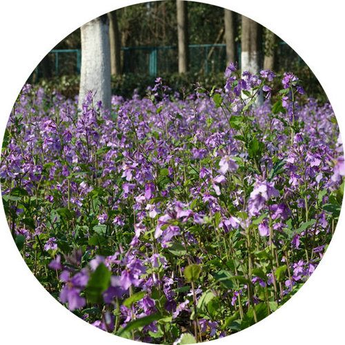 科技館園區(qū)即將進(jìn)入最佳賞花期