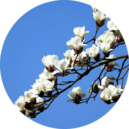 科技館園區(qū)即將進(jìn)入最佳賞花期