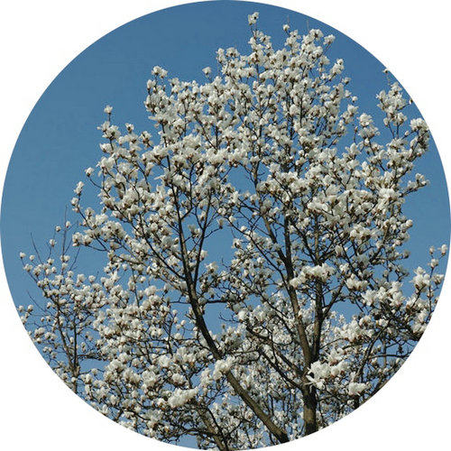 科技館園區(qū)即將進(jìn)入最佳賞花期