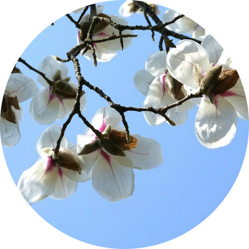 科技館園區(qū)即將進(jìn)入最佳賞花期