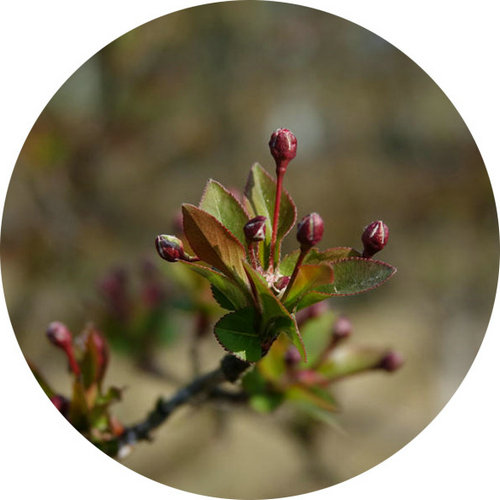 科技館園區(qū)即將進(jìn)入最佳賞花期