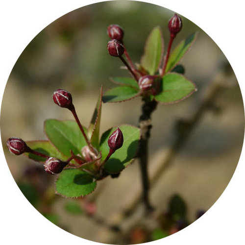 科技館園區(qū)即將進(jìn)入最佳賞花期