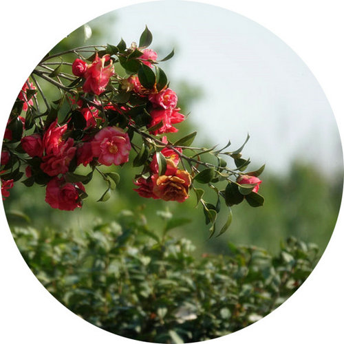 科技館園區(qū)即將進(jìn)入最佳賞花期