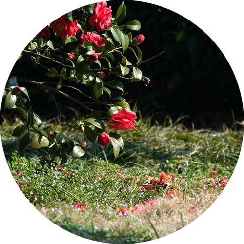 科技館園區(qū)即將進(jìn)入最佳賞花期