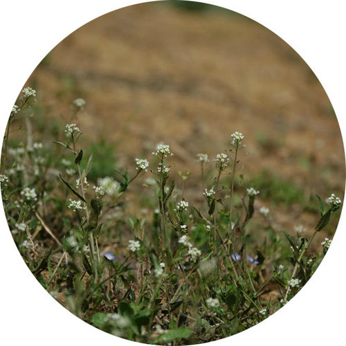 科技館園區(qū)即將進(jìn)入最佳賞花期