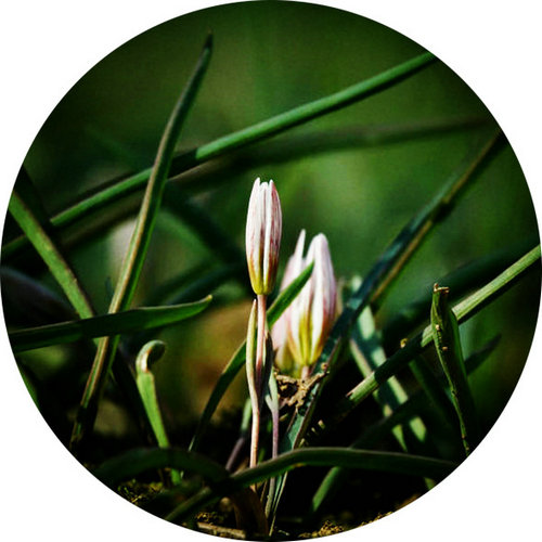 科技館園區(qū)即將進(jìn)入最佳賞花期