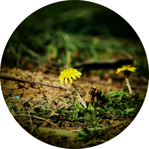 科技館園區(qū)即將進(jìn)入最佳賞花期