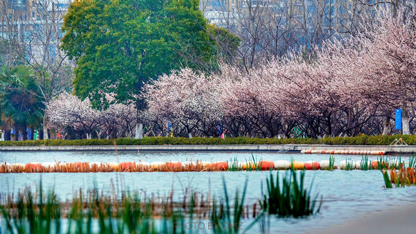 科技館園區(qū)即將進(jìn)入最佳賞花期