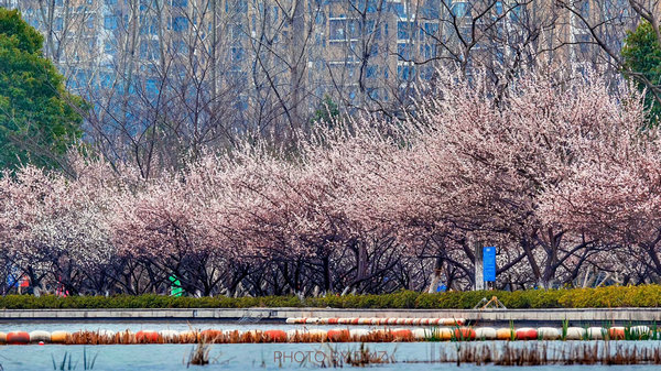 科技館園區(qū)即將進(jìn)入最佳賞花期