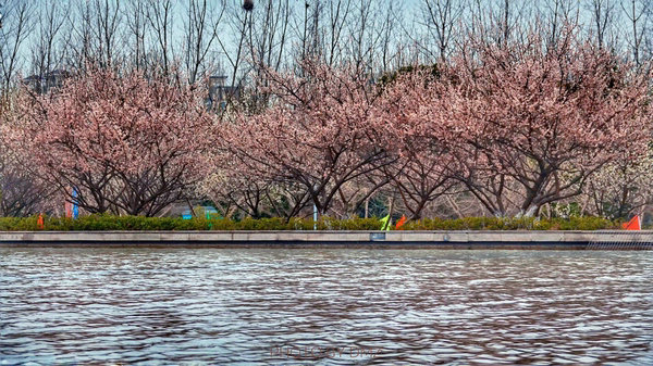 科技館園區(qū)即將進(jìn)入最佳賞花期