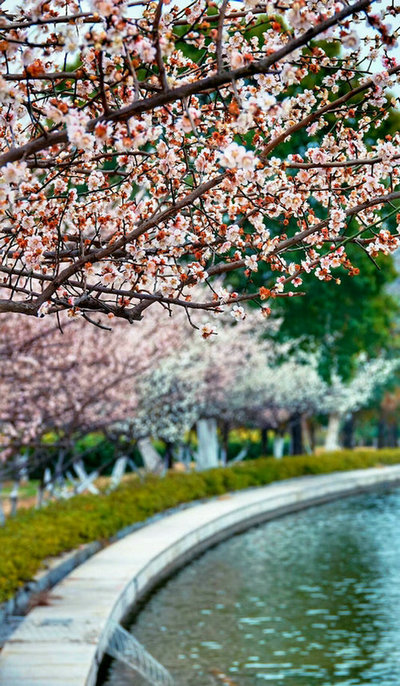 科技館園區(qū)即將進(jìn)入最佳賞花期