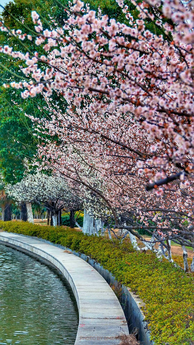 科技館園區(qū)即將進(jìn)入最佳賞花期