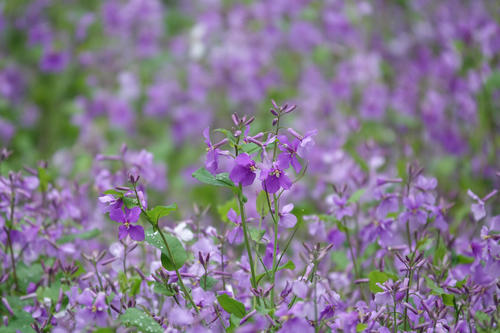 【花情預(yù)報(bào)】二月蘭迎來全面盛花期    濕地公園美成綠野仙蹤
