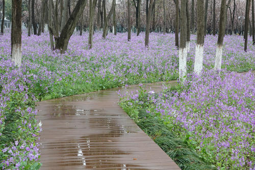 【花情預(yù)報(bào)】二月蘭迎來全面盛花期    濕地公園美成綠野仙蹤