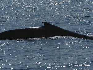 南京科協(xié)大講堂《斯里蘭卡奇遇記》在我館開講