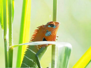 南京科協(xié)大講堂《斯里蘭卡奇遇記》在我館開講