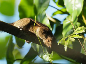 南京科協(xié)大講堂《斯里蘭卡奇遇記》在我館開講