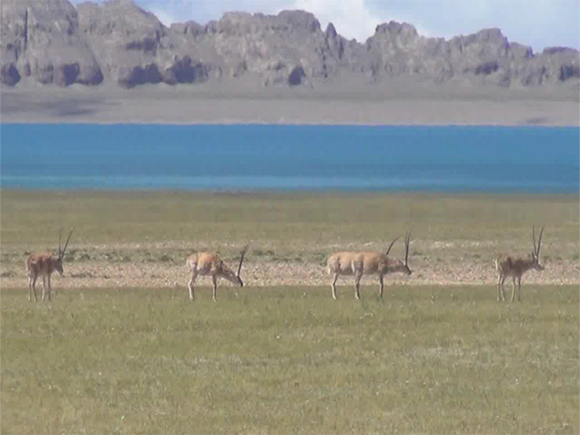 《科普報告進校園》系列科普講座 ——動物行為趣談