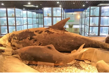 南師大珍稀動植物博物館