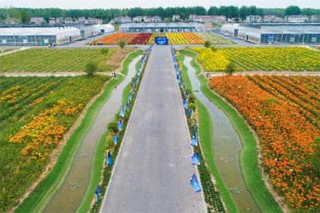 南京農(nóng)業(yè)大學(xué)八卦洲百合基地