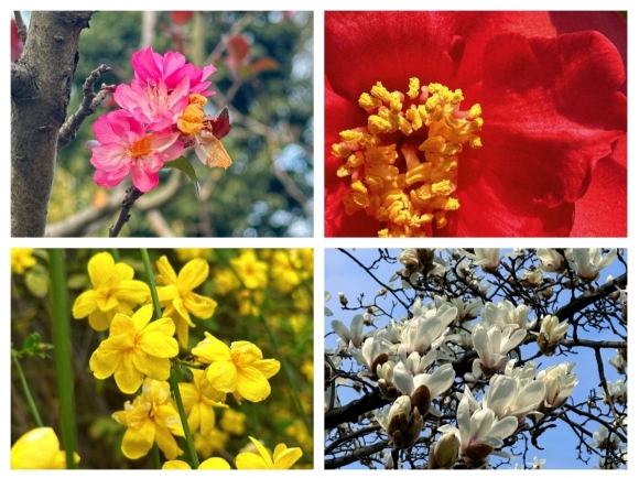 南京科技館在春天綻放，植物花卉裝點美麗園區(qū)
