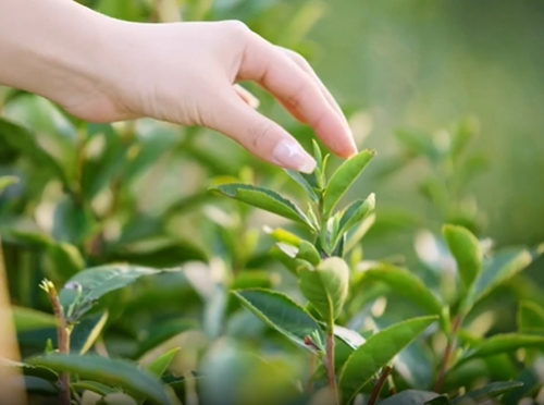 南京科普游云游探秘茶葉之旅：傳統(tǒng)技藝與現(xiàn)代工藝共舞