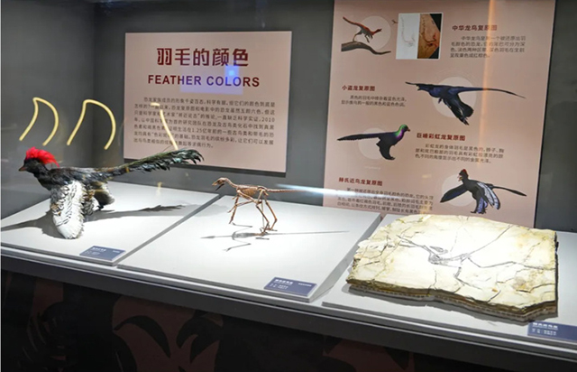 來一場穿越時空科考，南京科技館“恐龍大復活”特展已于1月30日正式開幕
